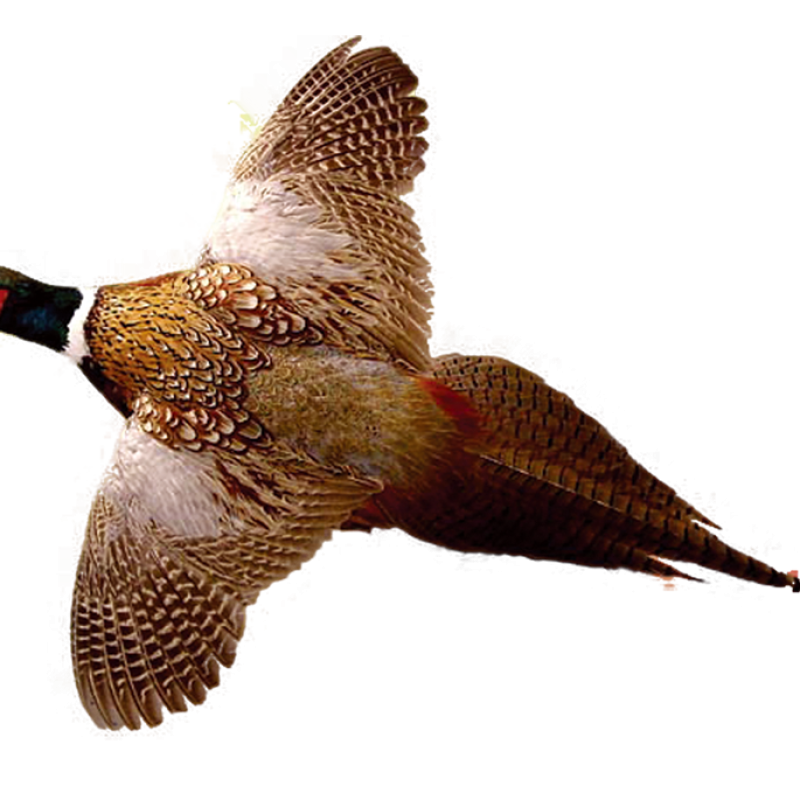 Pheasants