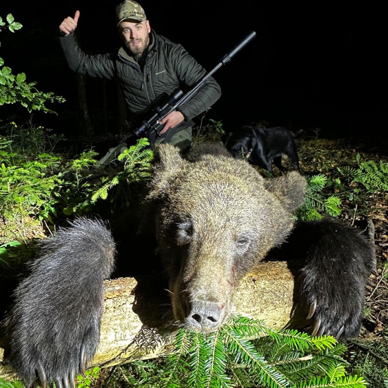 Brown bear
