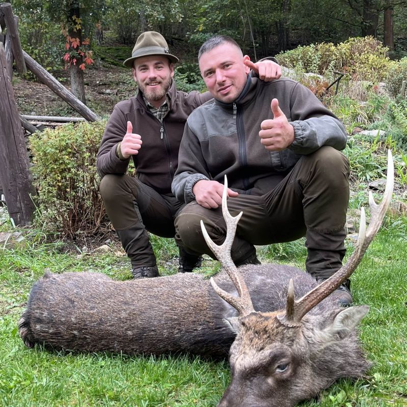 Sika deer